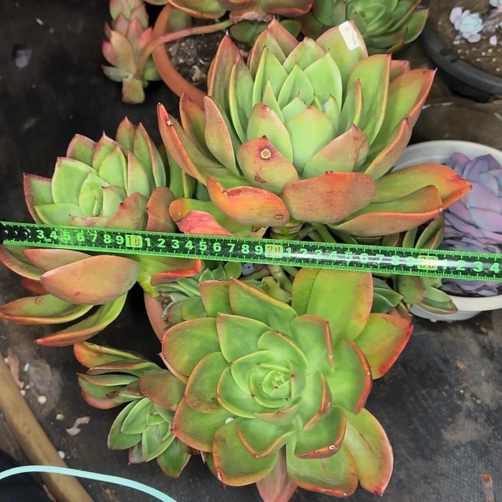 腾云051 多肉植物一物一拍