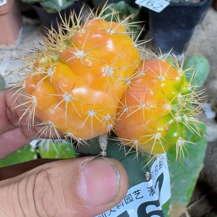 福利苗接锦球767