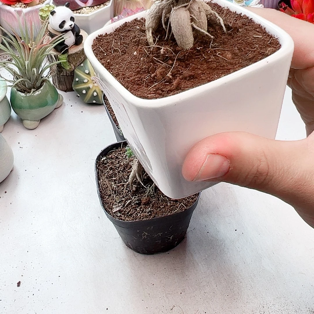 鸡红小松多肉植物