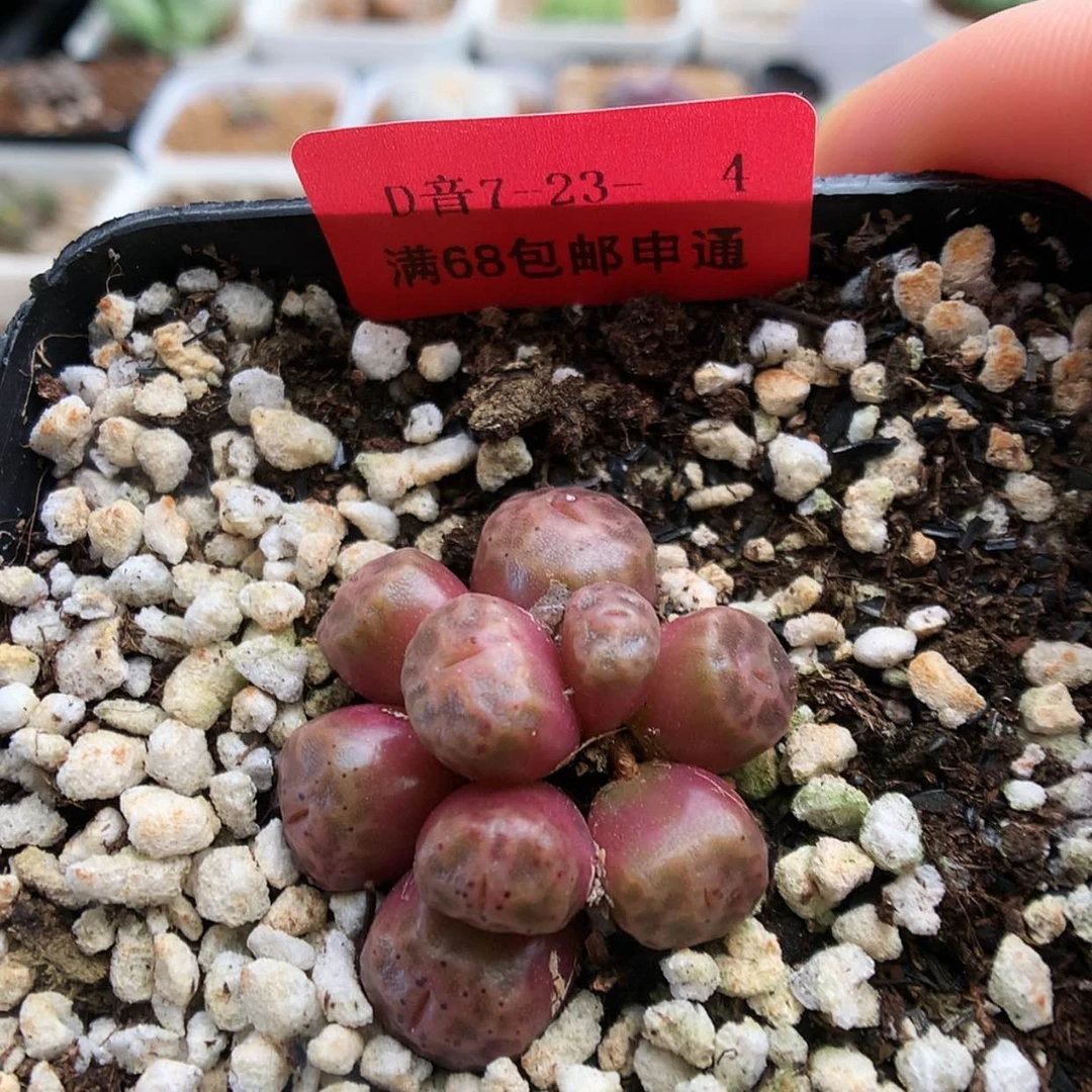 【闪购商品】7-23-4 烧麦一群