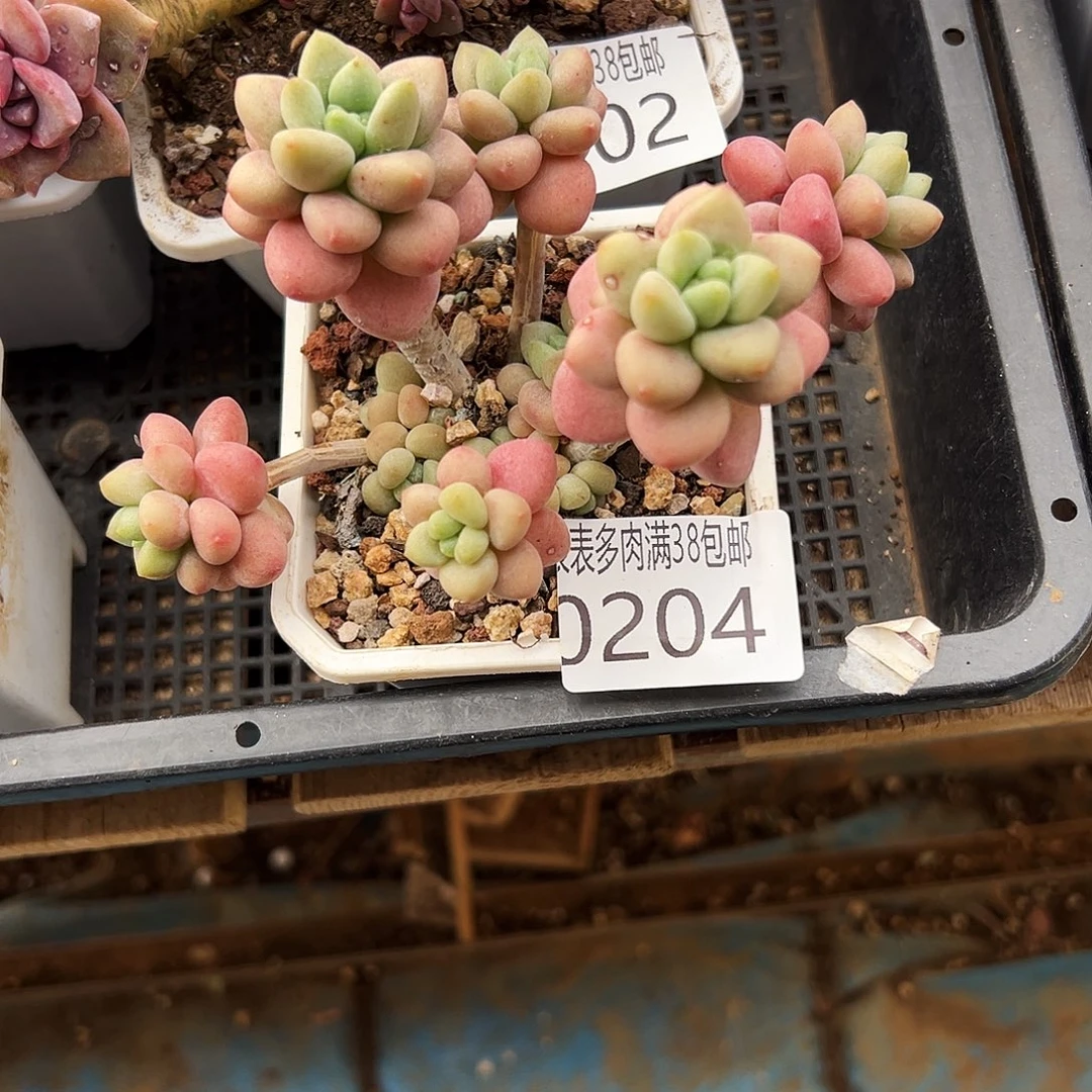 多肉一物一拍植物0204