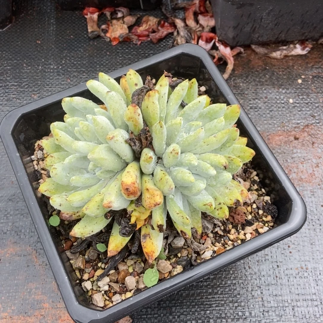 8****水福利多肉植物啦啦啦