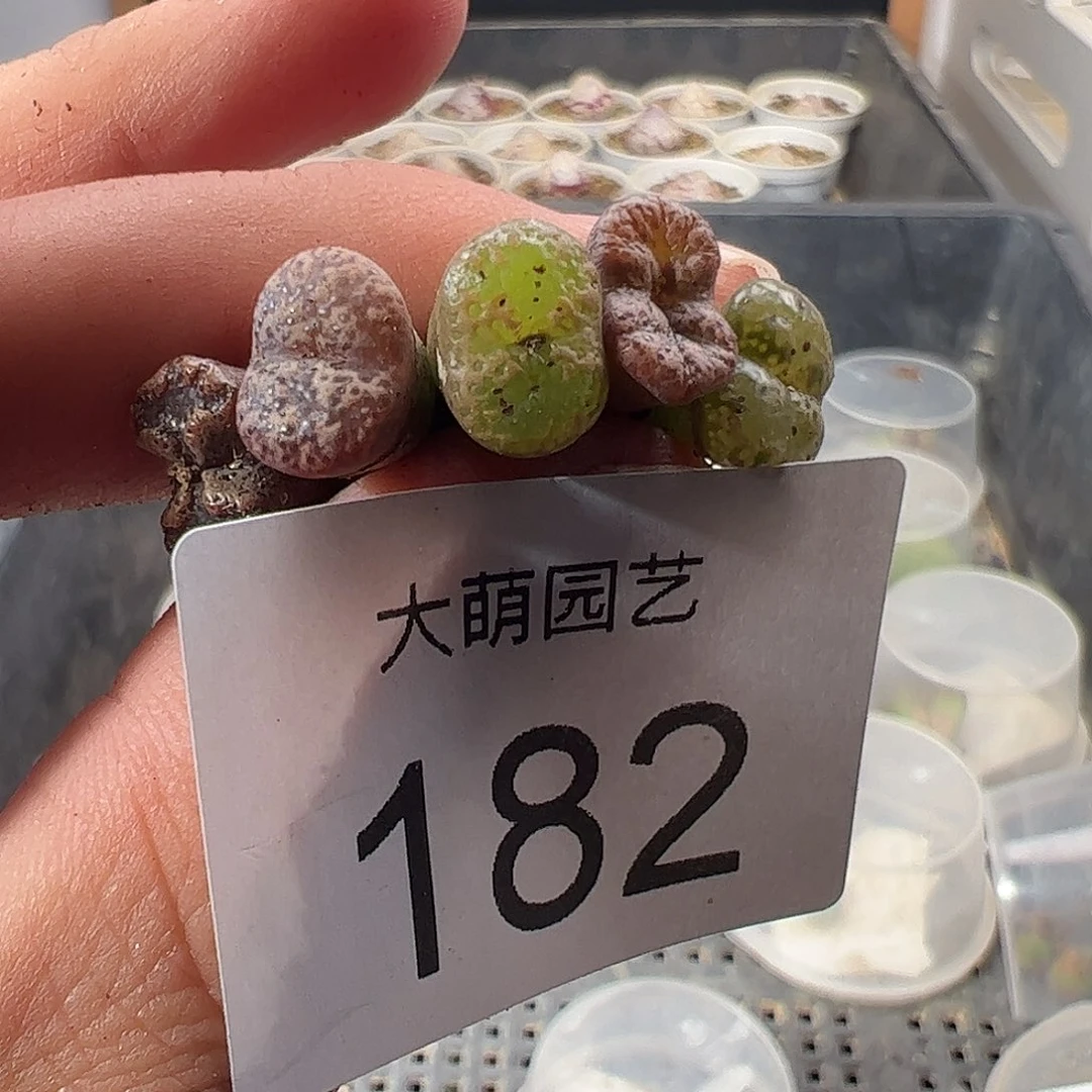 一物一拍。      182