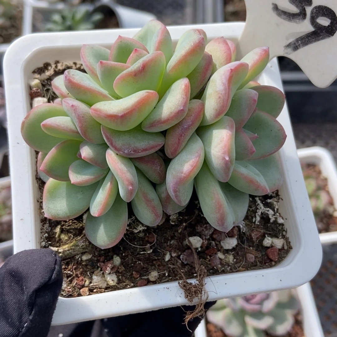 1039泡芙多肉植物多肉