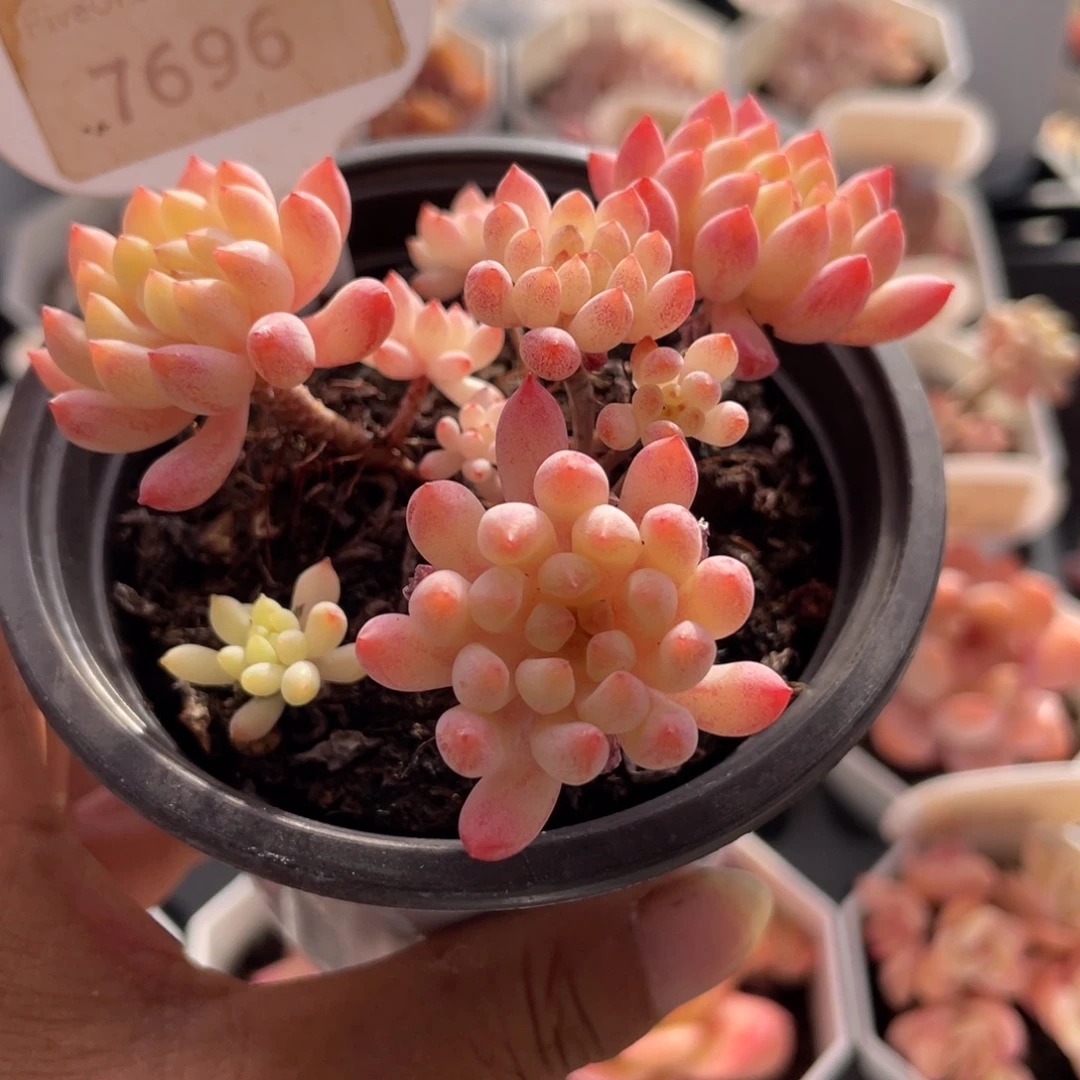 烟花7696-7.5厘米