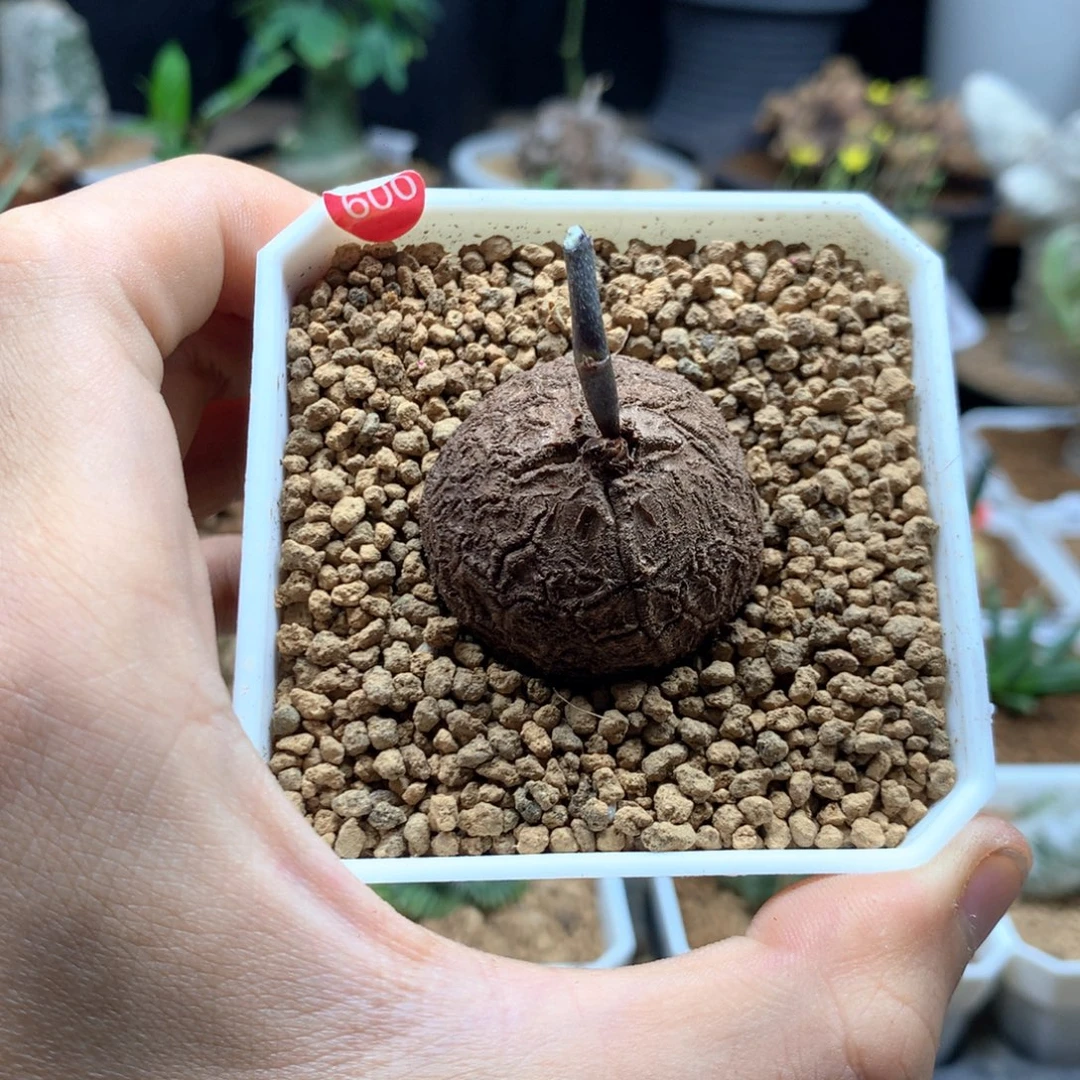 南非龟甲龙带盆发货600