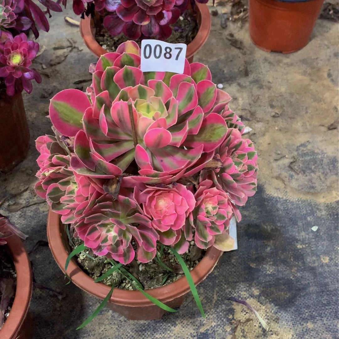 曾*吖多肉粉女巫嫩桩0087