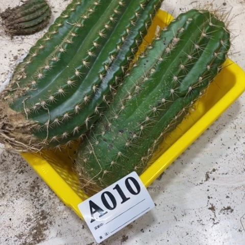 瑕疵的毛花柱a 010