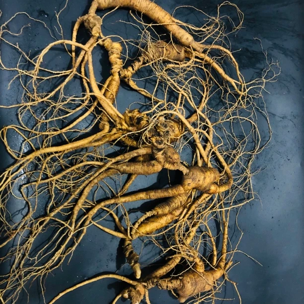 长白山新鲜林下参250克6支参