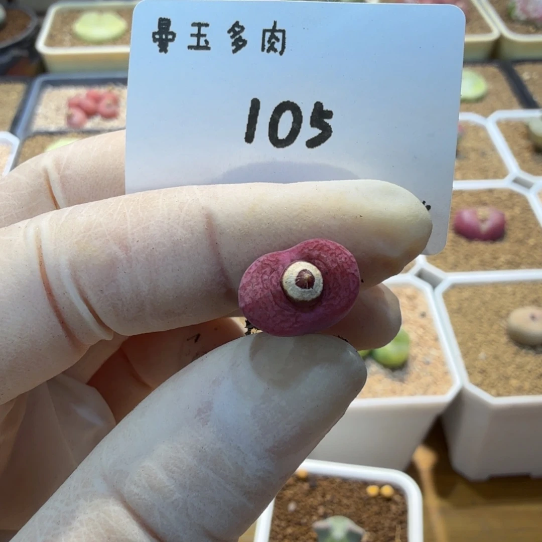 壹***.多肉多肉多肉1.4-105