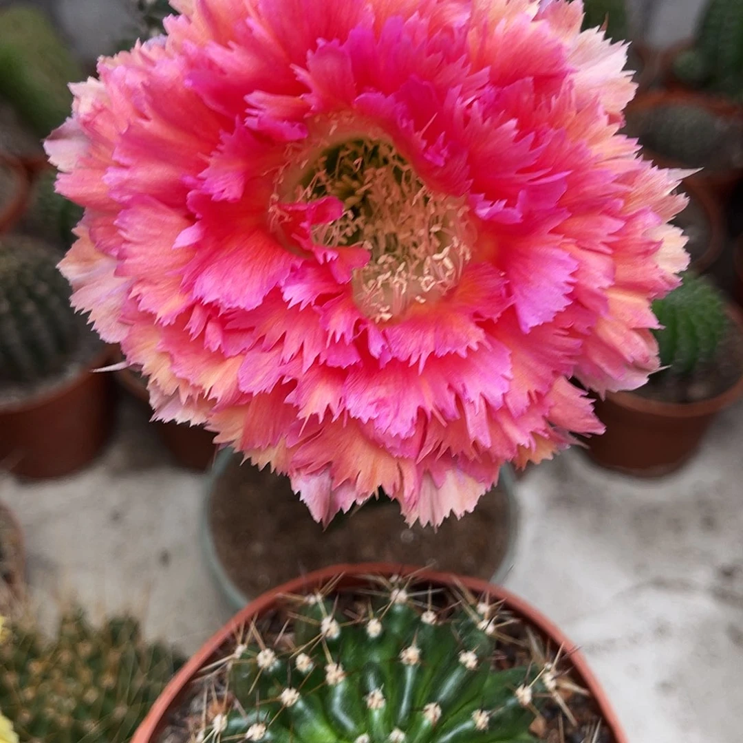 彩草2号羽毛带根5.5公分左右