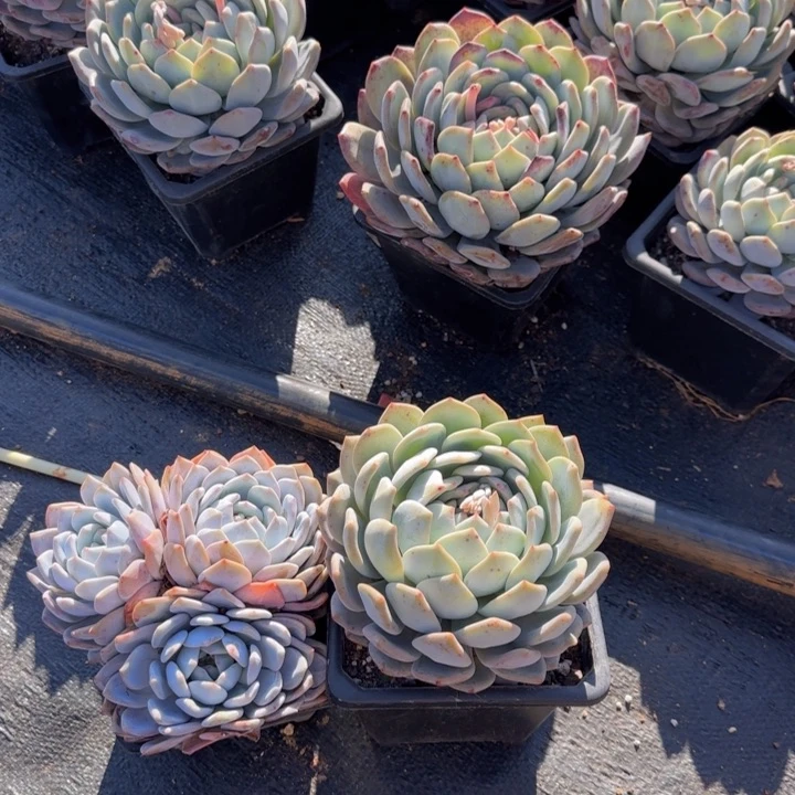 娟*娟娟卷了几句。好