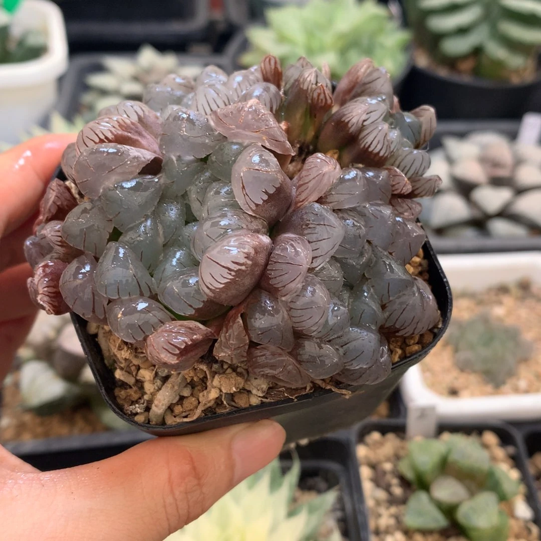 嘻***t群生紫镜玉露，带盆发货
