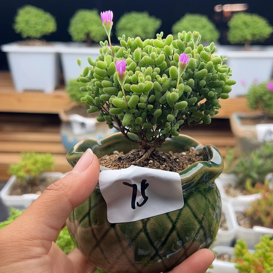 75号金桔带盆福利6.5多肉