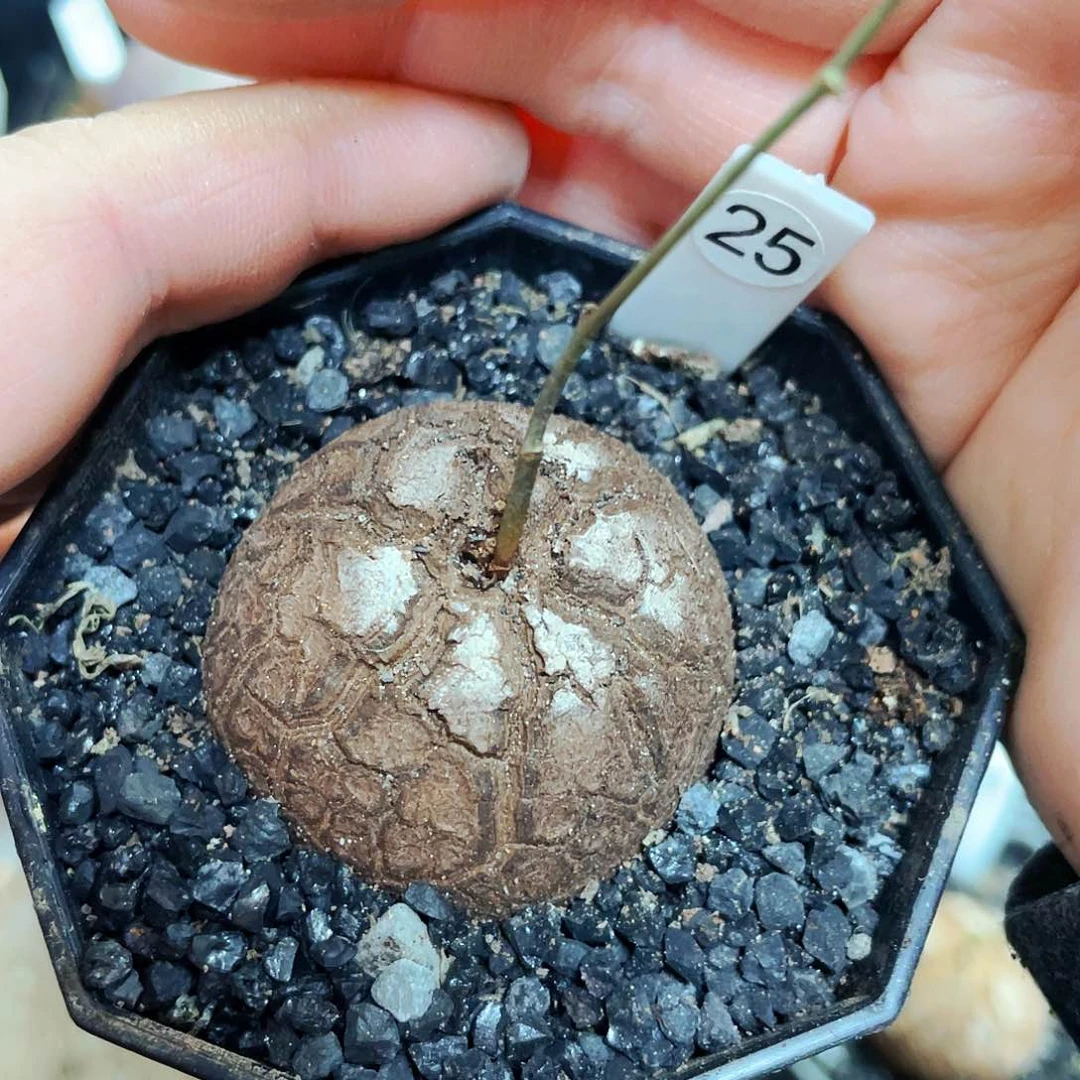 非偏远地区满25包邮仙人球