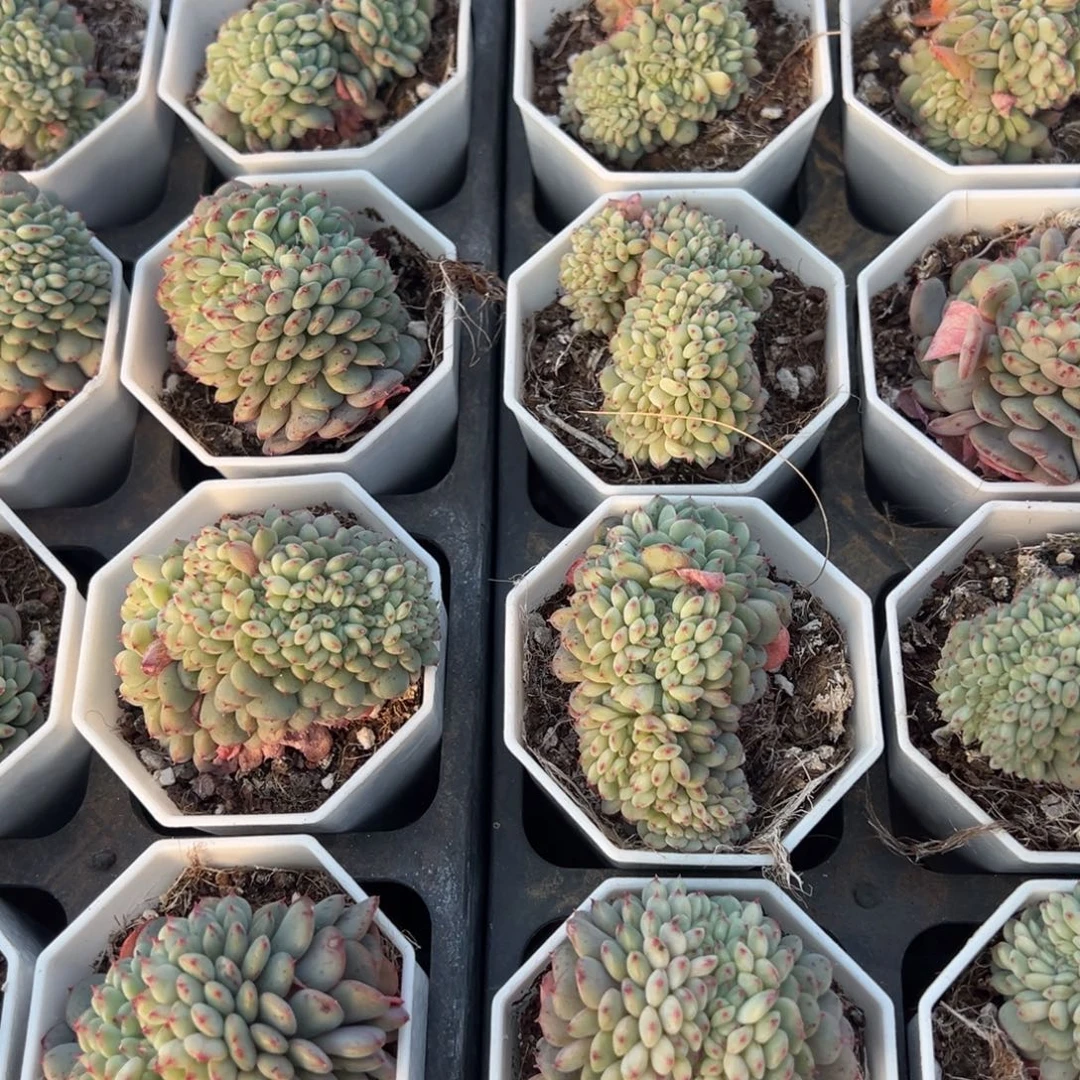 白胖子缀化到手1颗量拍多肉满18元包邮下午发货