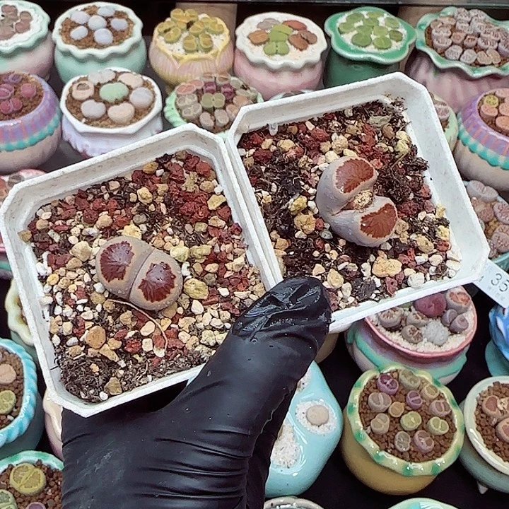 生石花满18包邮1224-78