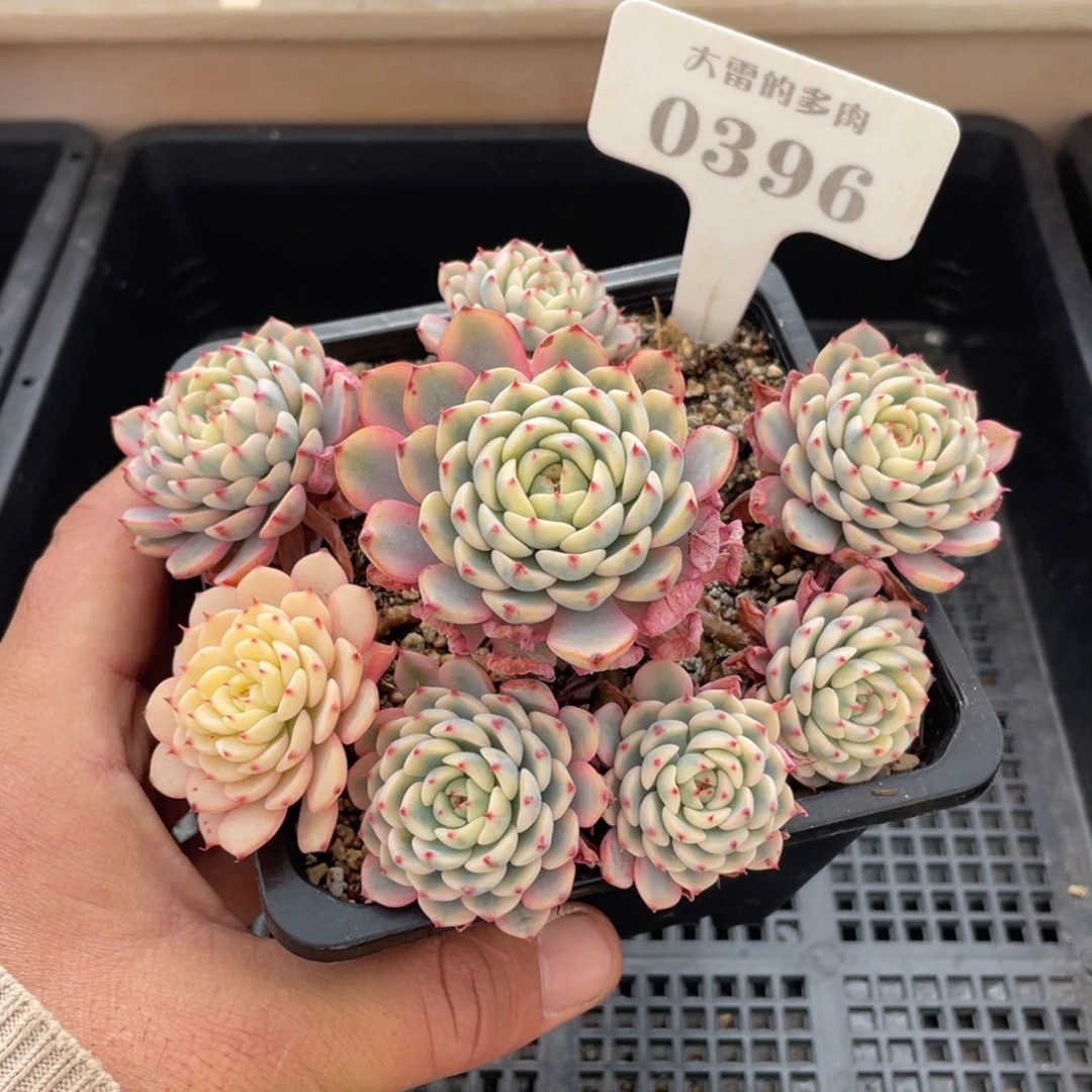 0396姬莲锦不带盆13厘米