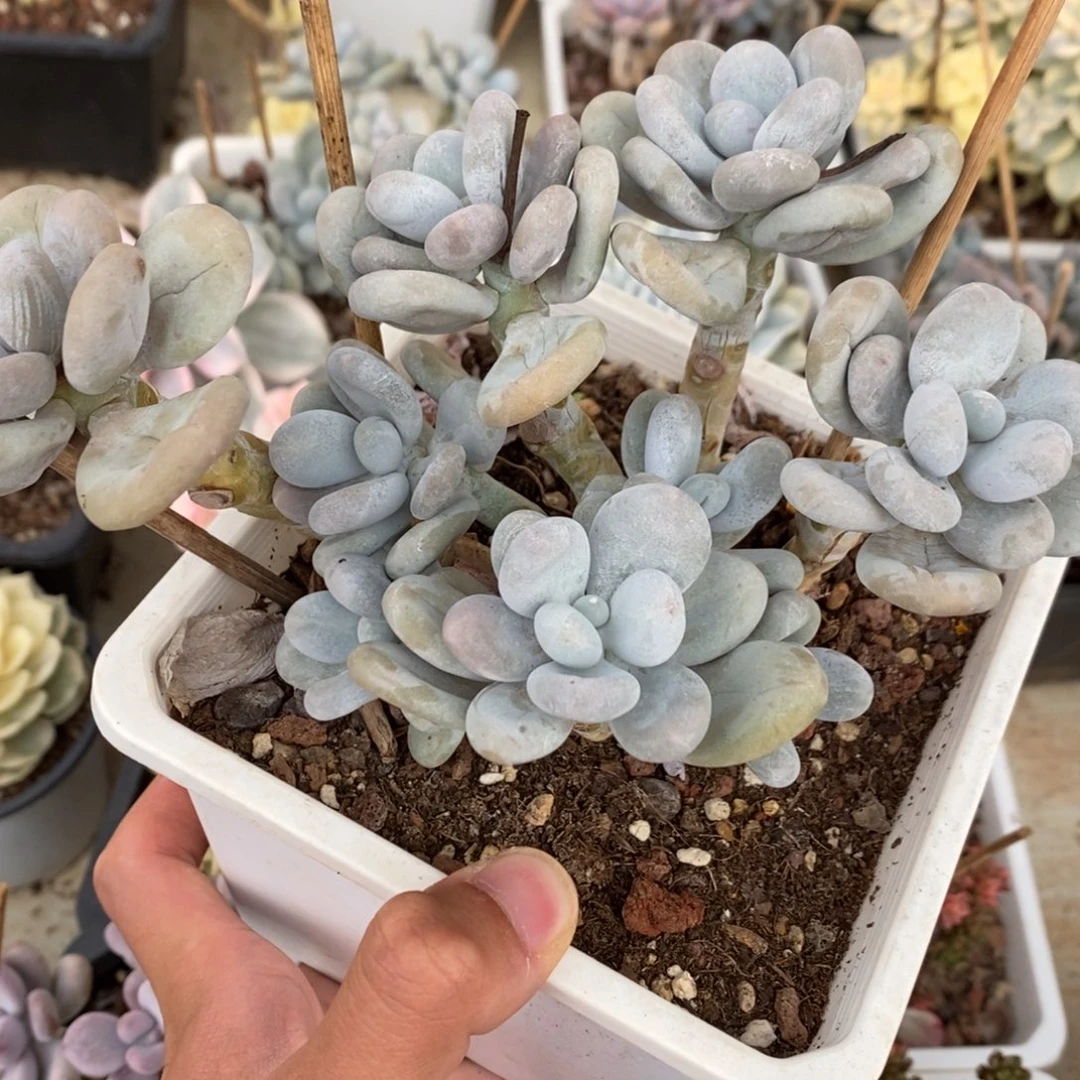 奶酪多肉植物7612