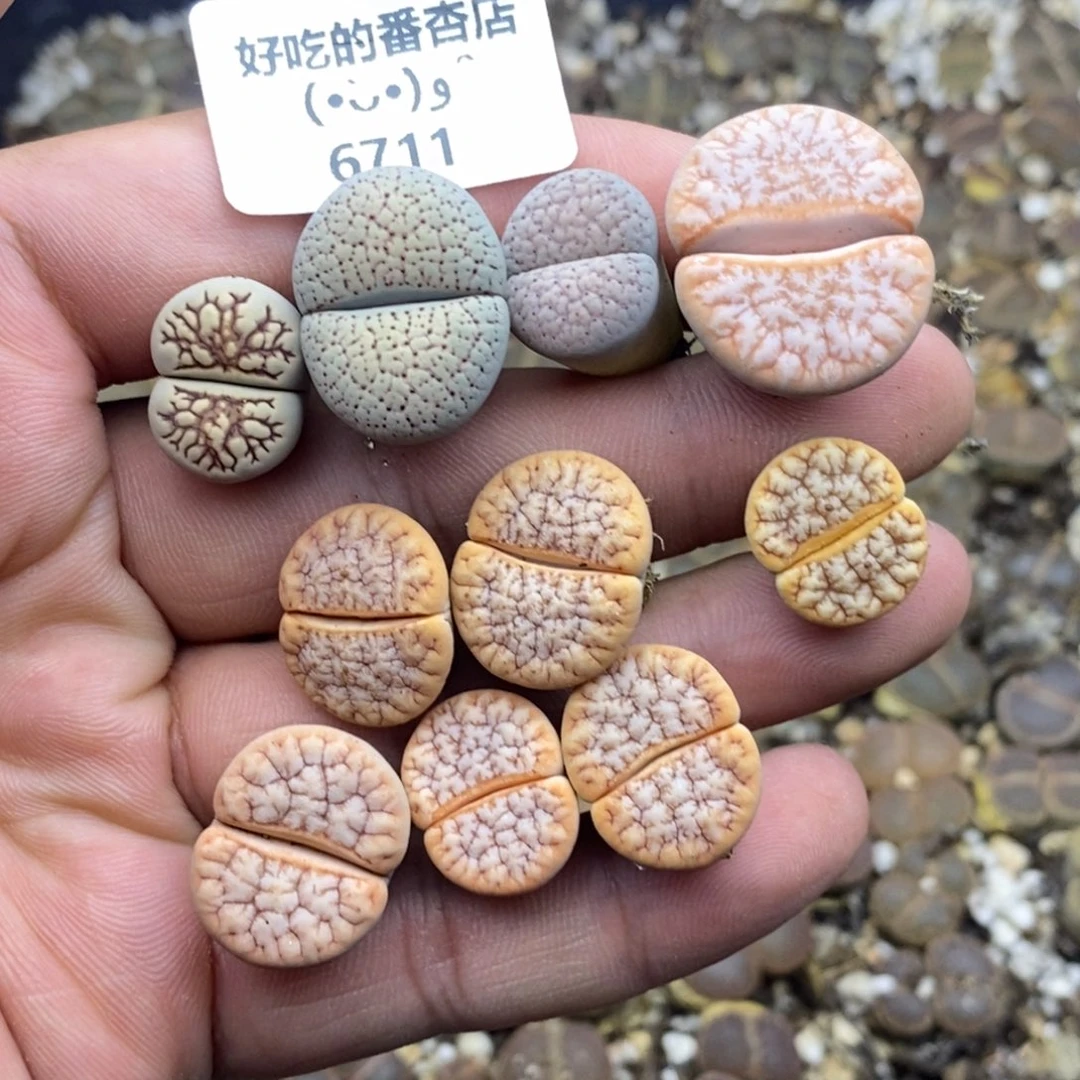 杠***精6711。18包邮.当天凑哦。新疆西藏88包邮