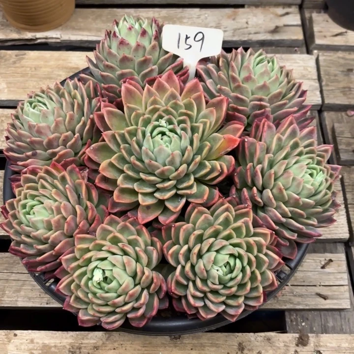 多肉植物，红女巫159号，物流到付