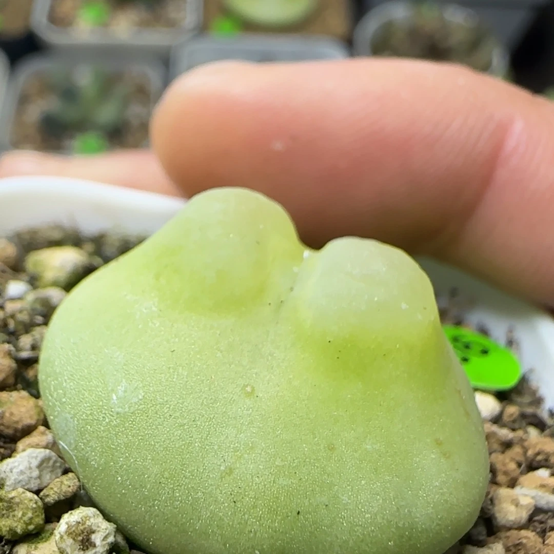 爱心体拉登2.6+多肉806