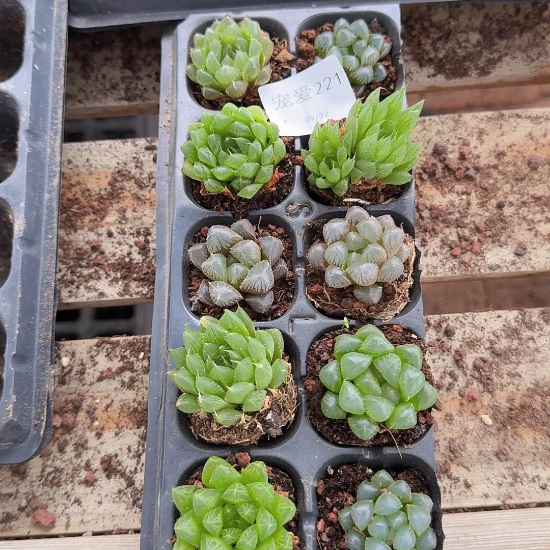 直播福利一物一拍221