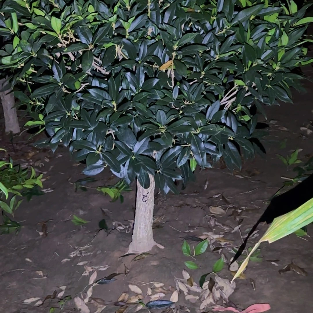 双***店无花朵桂花。八月桂系列