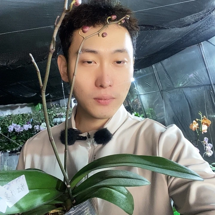 无花朵密尔沃基蝴蝶兰