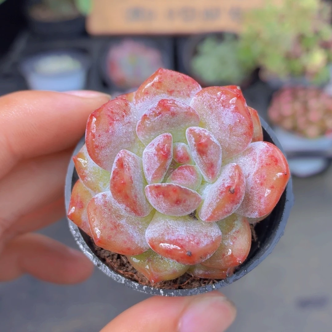 石榴籽多肉9.9包邮发货