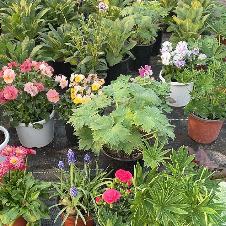 花角堇花盆栽花卉