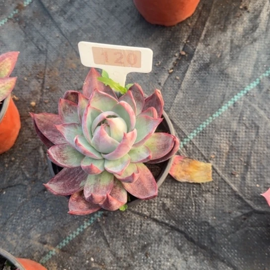 120惊鸿多肉植物多