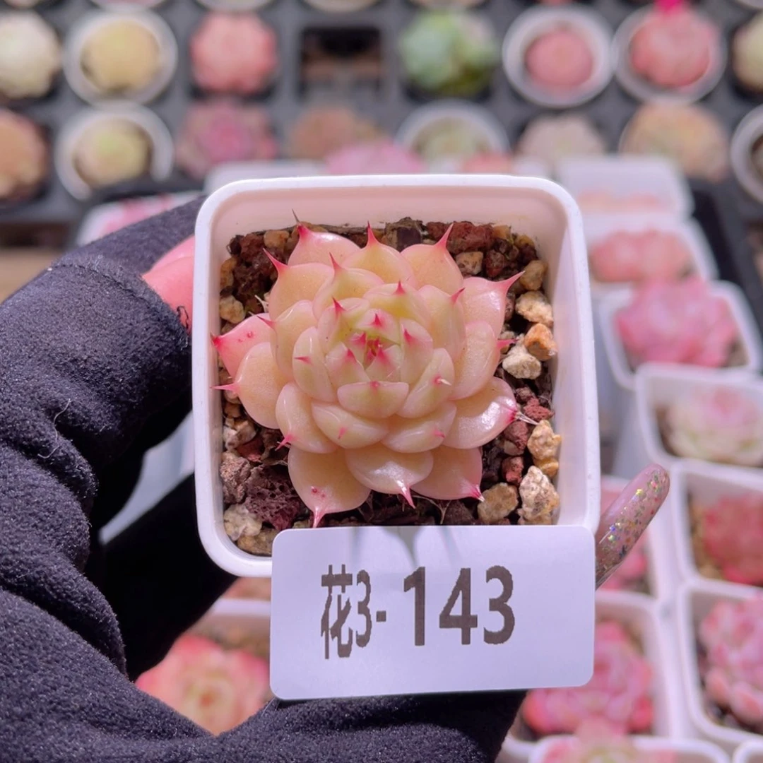 花利美3-143海王单头