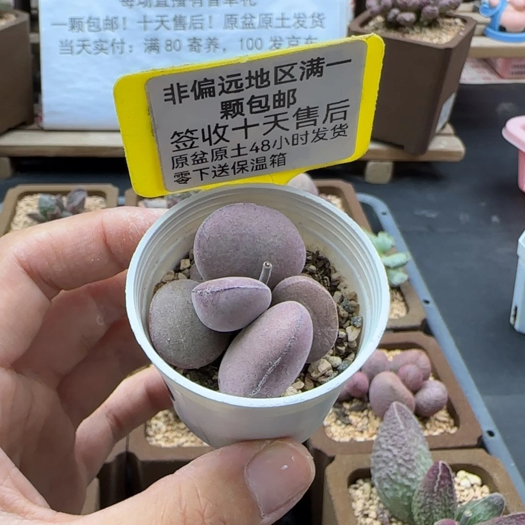 280球球紫蛋多肉