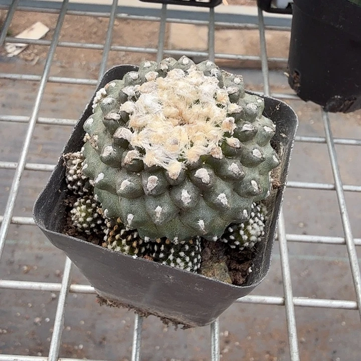 墨碟群生多头4仙人球