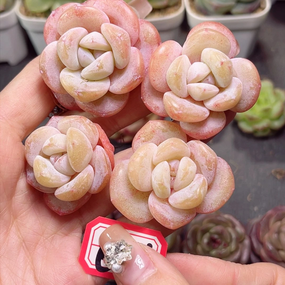 E526 水晶鞋打包