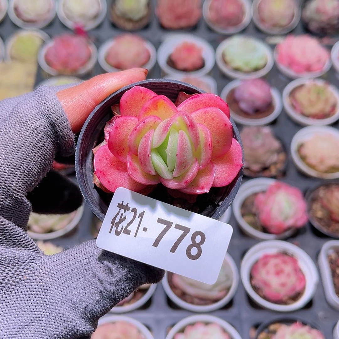 花21-778冰玫瑰单头