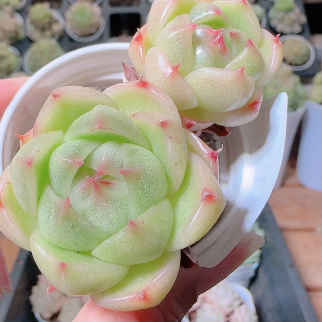 花语逸镜1108-53散