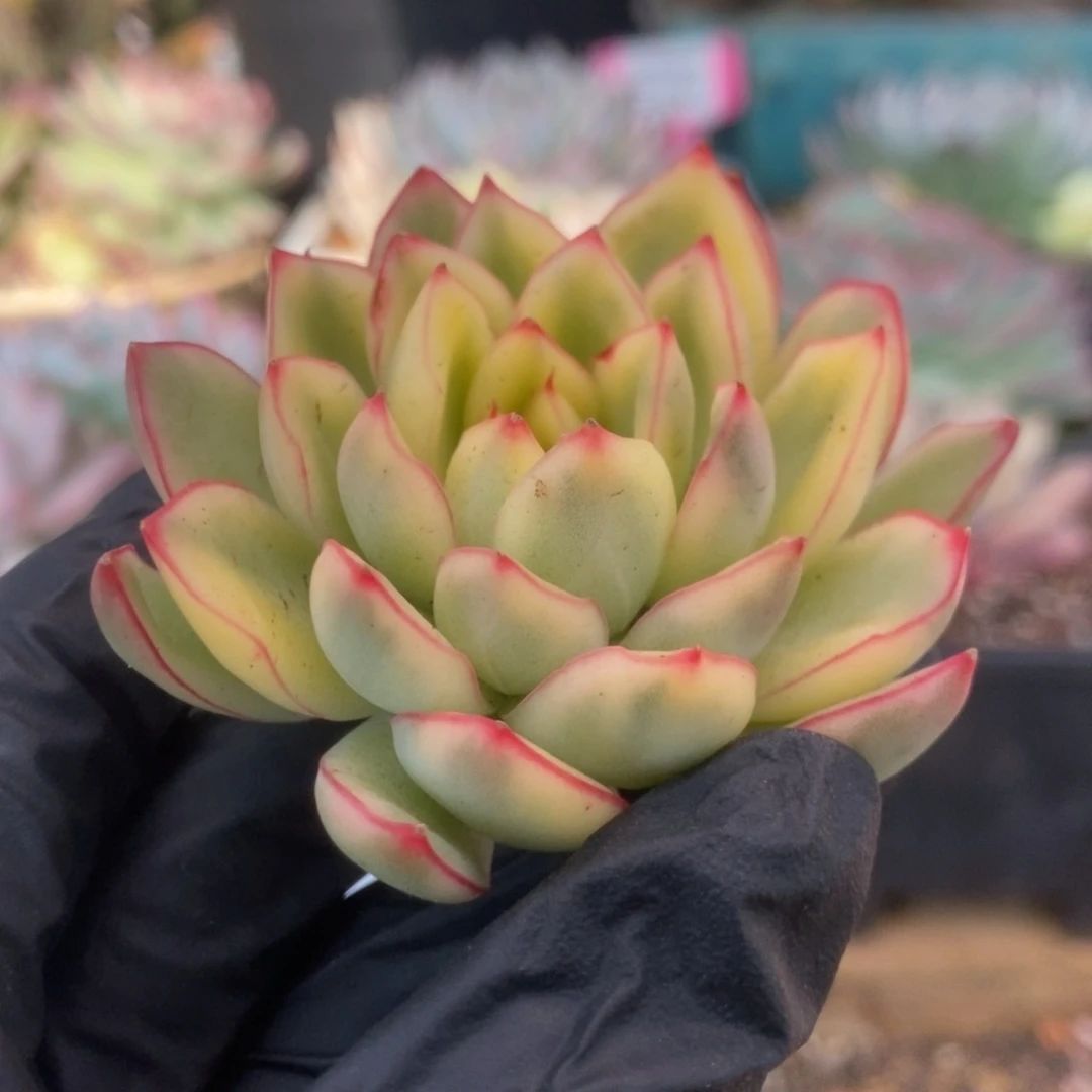 601曼陀罗锦锦锦锦锦锦