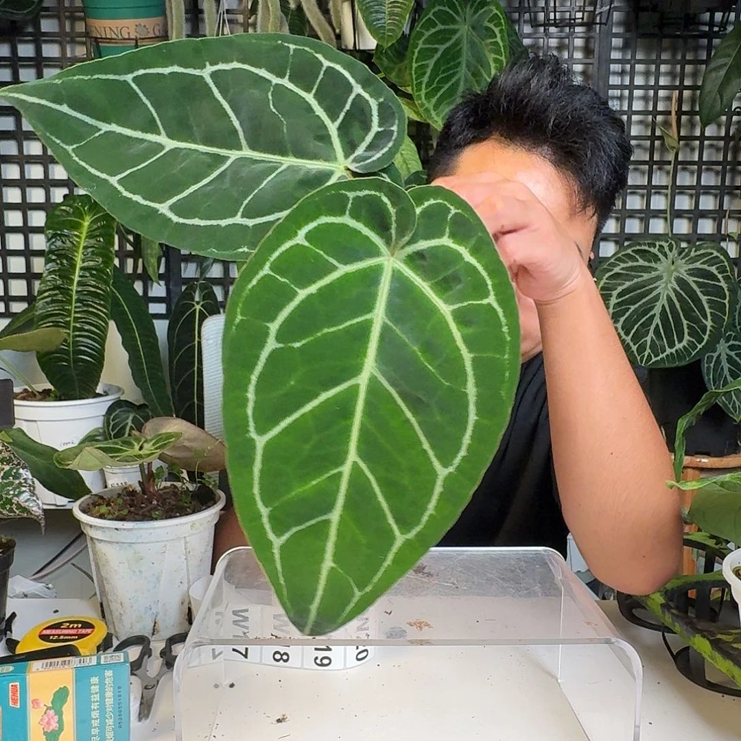 无花朵一物一拍W 17