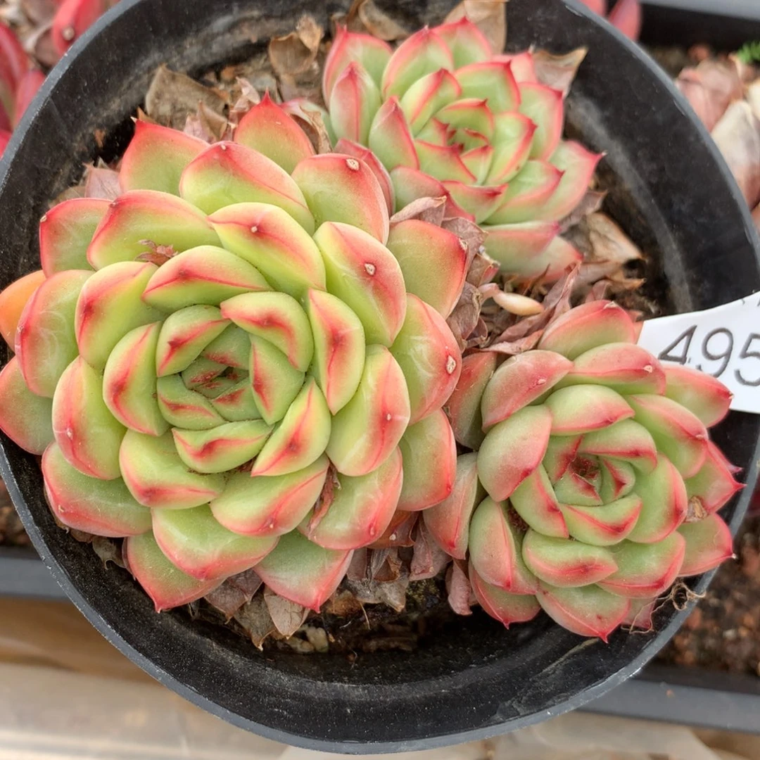 4954杂交精品基地10厘米