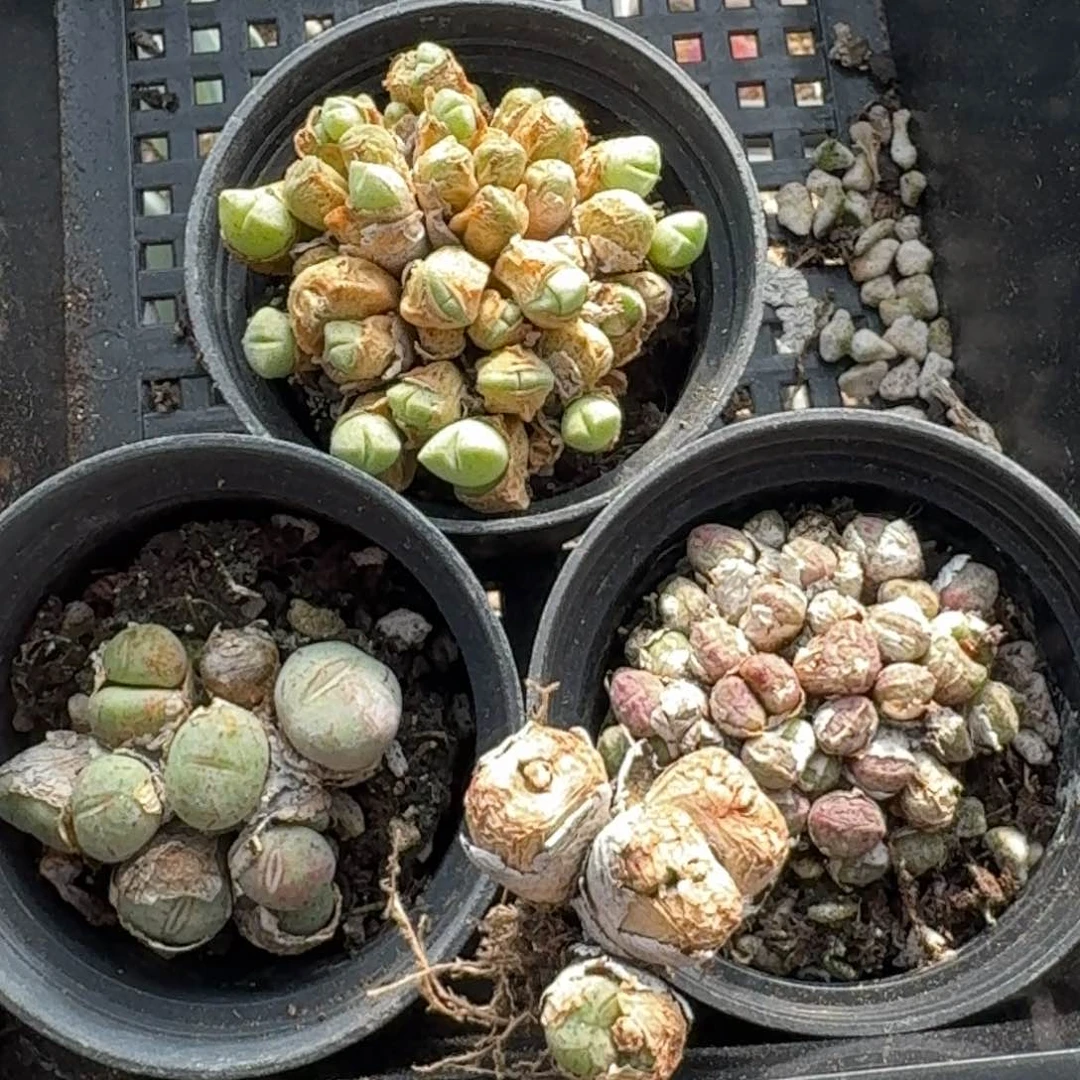 小米雏荧光玉红色迷你猫三盆带盆土福利送肉锥