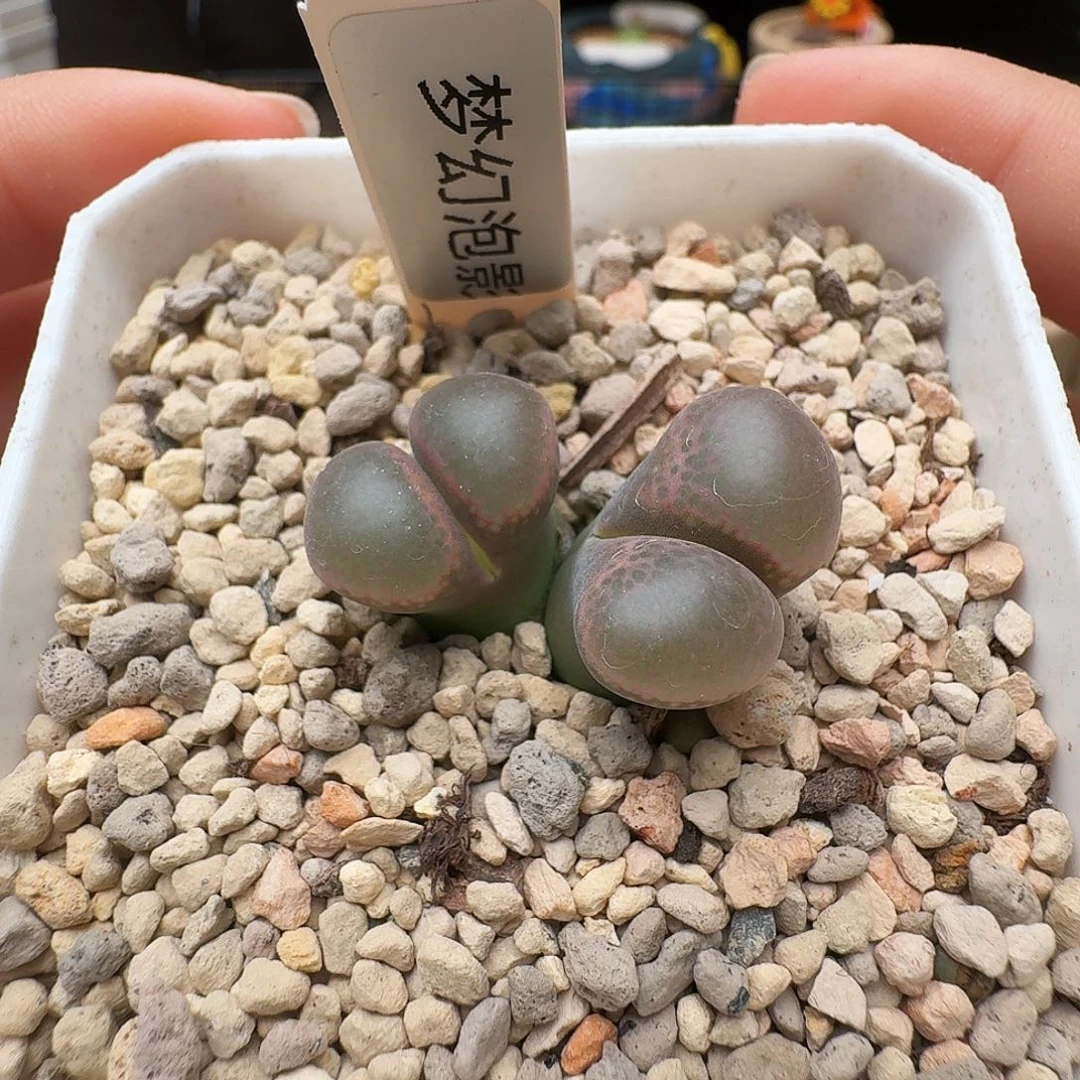 多肉植物福利风铃155