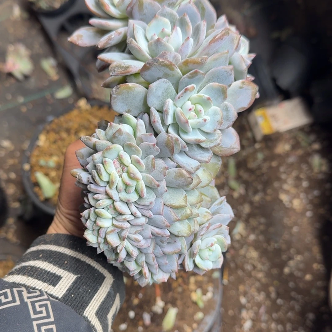 星影17头无砍多肉