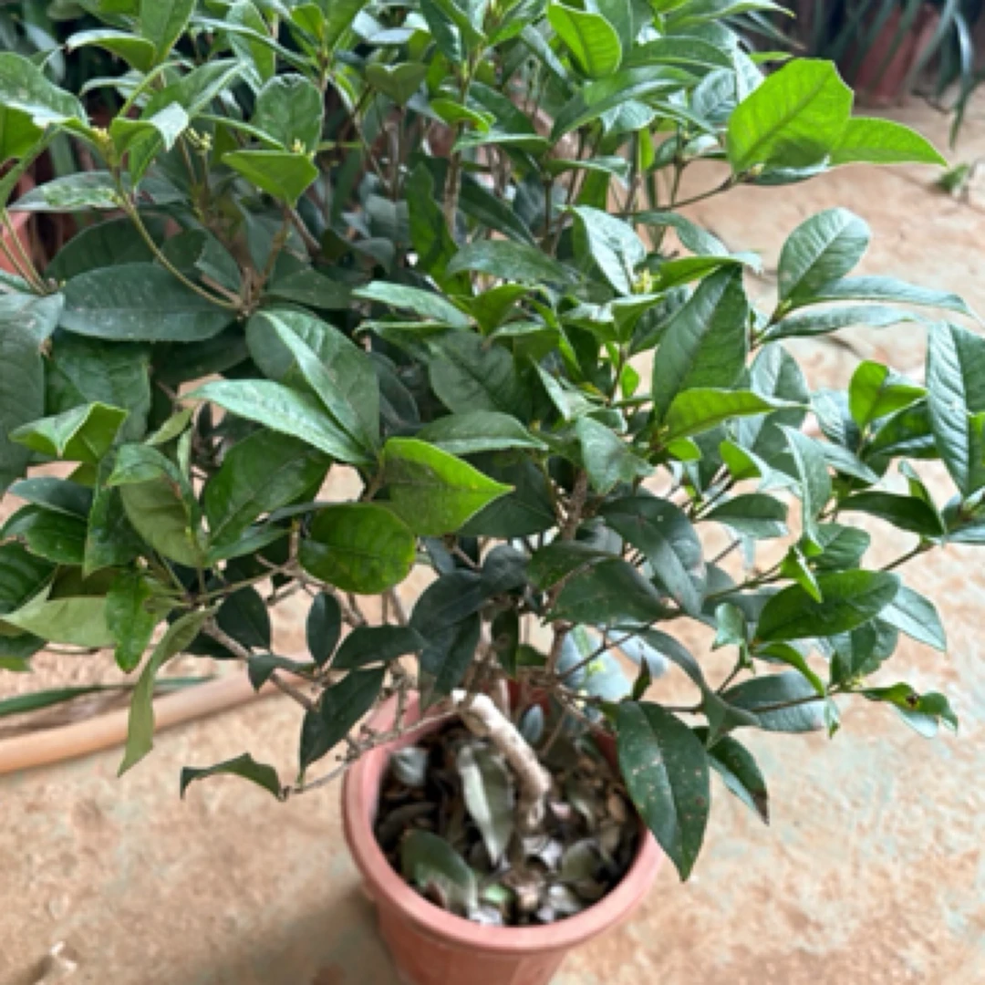 四季桂花树盆栽