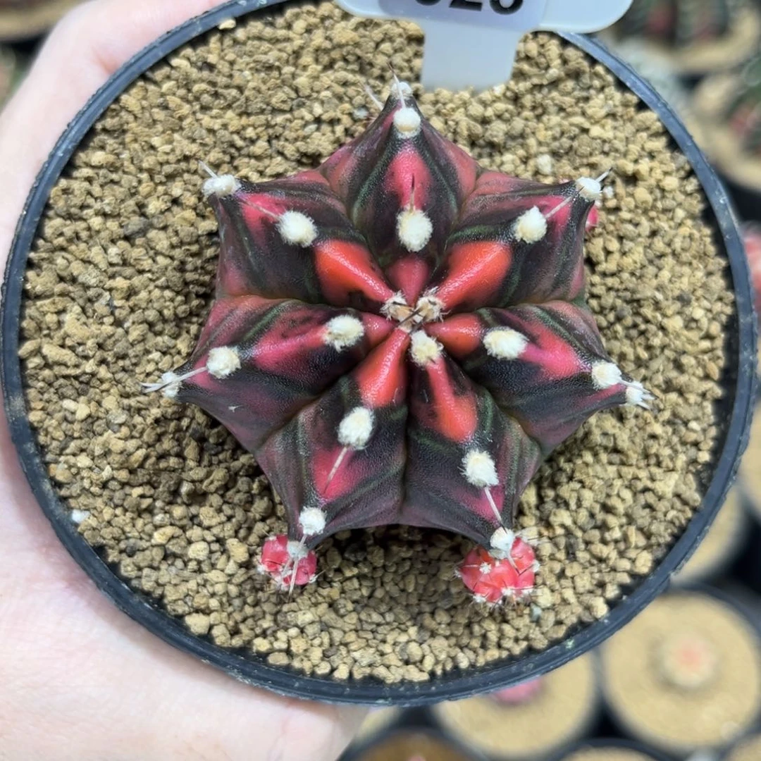 实生根全品————————