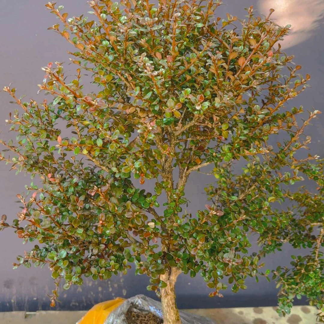 【闪购商品】完全开放