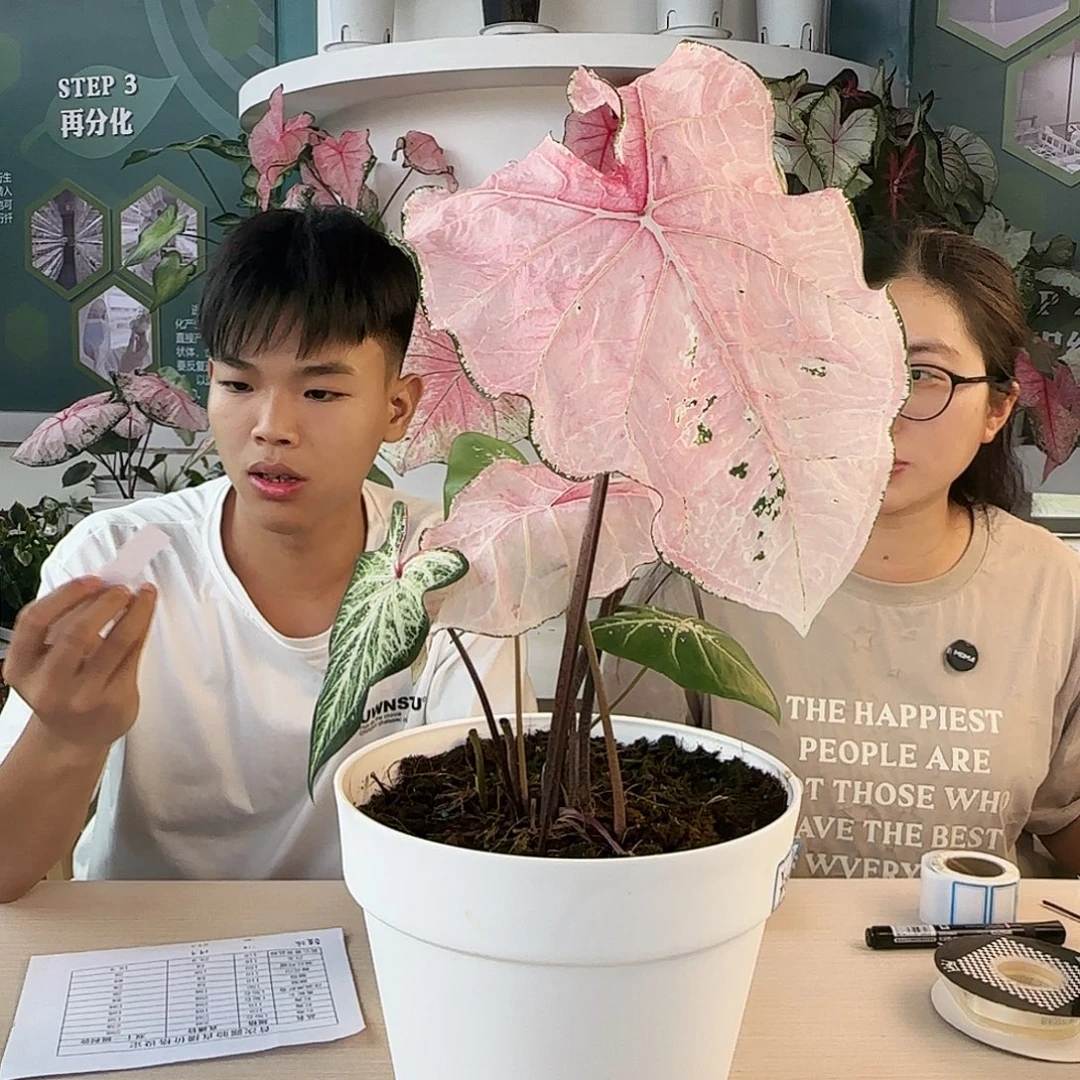 完全开放虾卷无售后