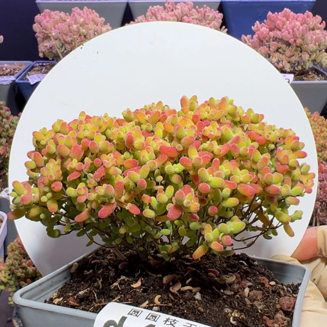 【闪购商品】d434蜜橘糖球冠幅11cm特特价