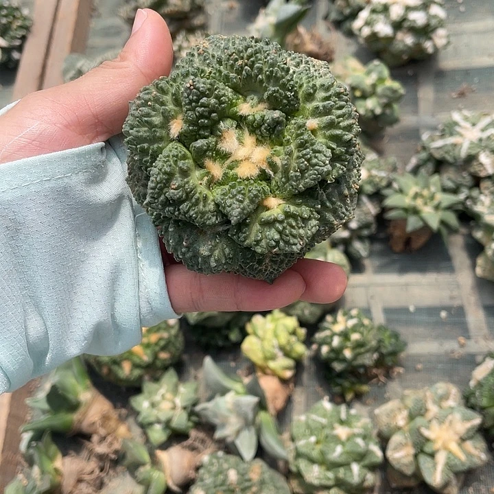 自根哥怒瑕疵特价款